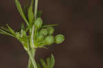 Butler's sandparsley